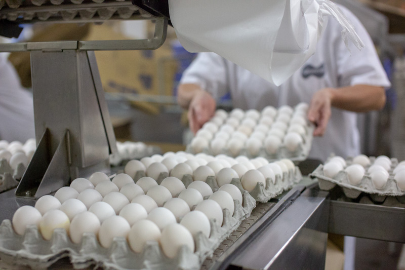 Eggs from Brazil support Asian demand for the product
