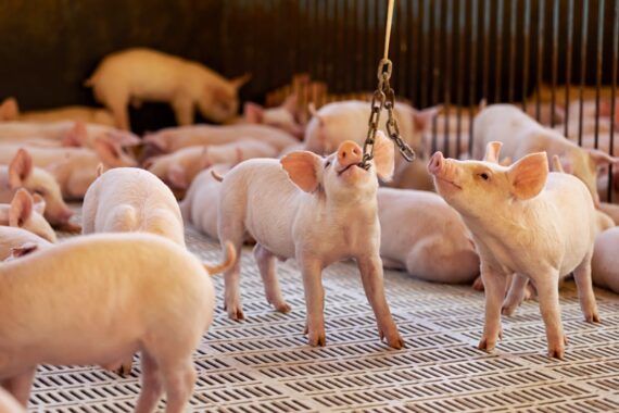 Aurora Coop advances in animal welfare for pork and poultry production