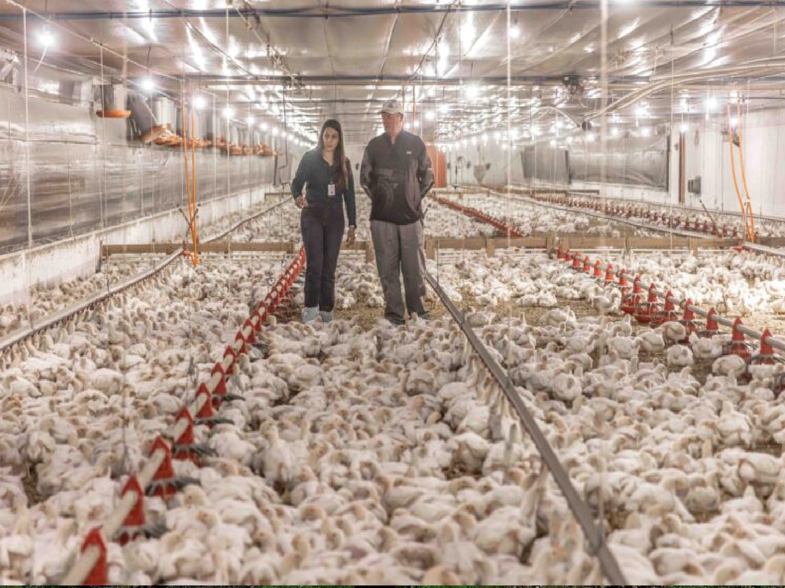 Aurora Coop reinforces its commitment to animal welfare and invests more than R$1.4 billion in improvements to the production chain.