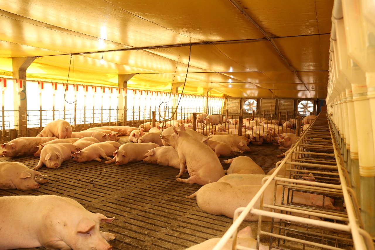 Seara completes transition to group sow housing and anticipates regulatory requirement by two decades