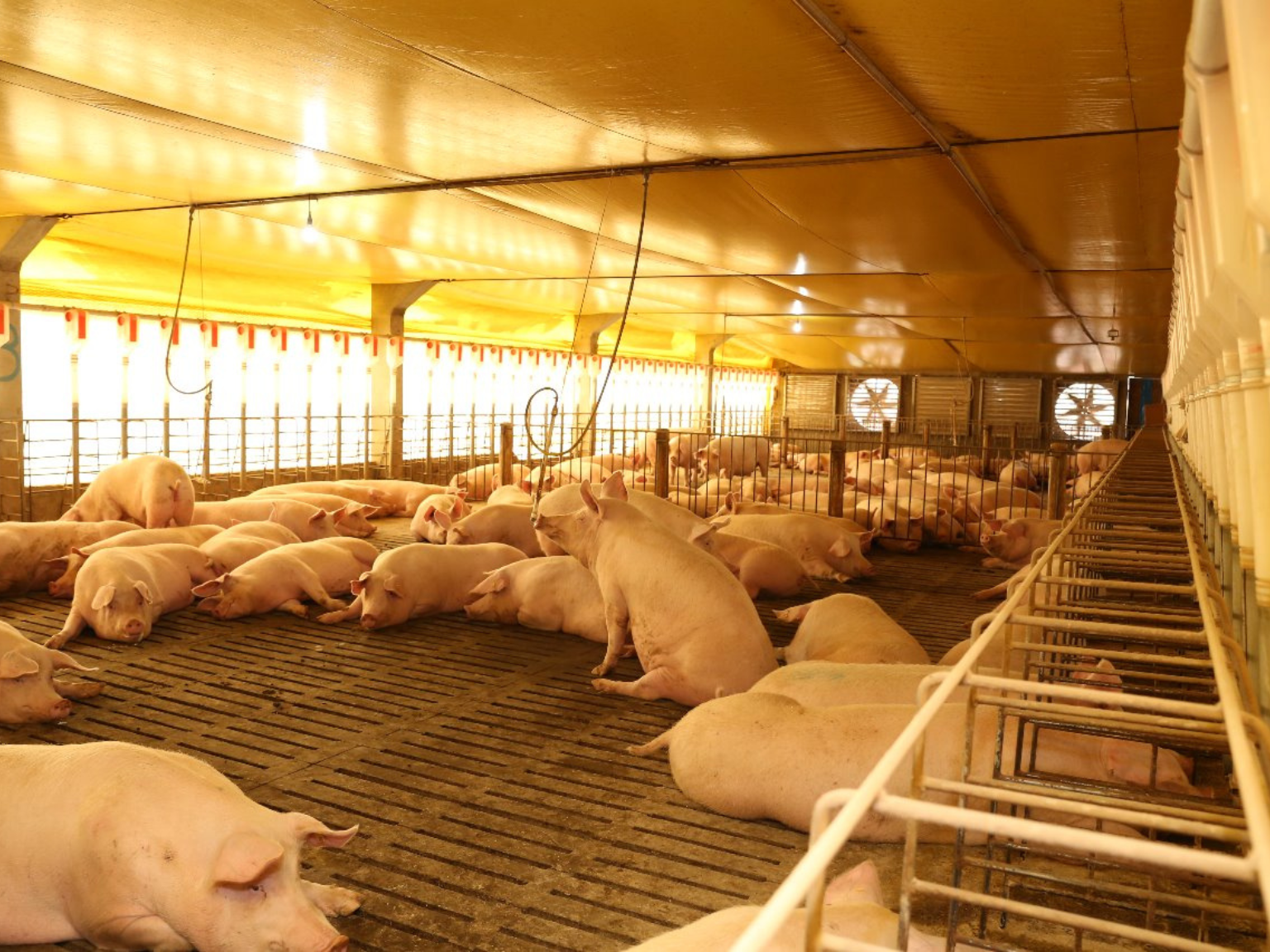 Seara completes transition to group sow housing and anticipates regulatory requirement by two decades