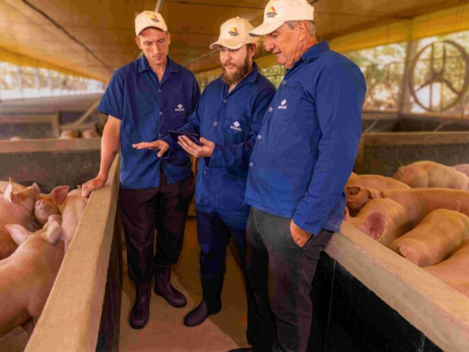 Aurora Coop releases first Sustainability Report highlighting animal welfare as a strategic pillar